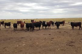 En el Partido de PUAN, Provincia de Buenos Aires, sobre la ruta Nacional 35, a 78 kms de Bahía Blanca y 700 Kms. de Capital Federal.