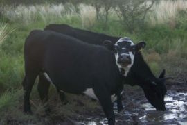 En el Departamento de CONHELO, Provincia de La Pampa, sobre ruta asfaltada nº 102, a 10 Km. de la localidad de Conhelo, 32 Km. de Eduardo Castex y a 630 Km. de Capital Federal.
