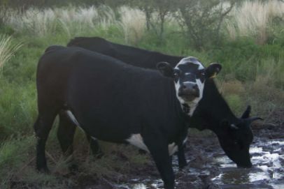 En el Departamento de CONHELO, Provincia de La Pampa, sobre ruta asfaltada nº 102, a 10 Km. de la localidad de Conhelo, 32 Km. de Eduardo Castex y a 630 Km. de Capital Federal.
