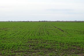 En el Partido de Pila, Provincia de Buenos Aires.