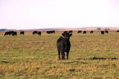 En el Partido de Olavarria, Provincia de Buenos Aires.