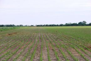 En el Departamento de Las Colonias, Provincia de Santa Fe. A 53 km de Galvez, a 185 has de Rosario.