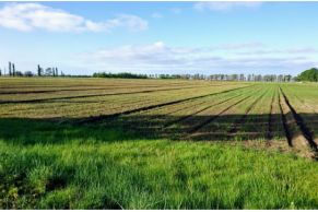 En el partido de Patagones, provincia de Buenos Aires, a 7 km de ruta Nº 3 (Pradere)